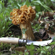 Load image into Gallery viewer, No8 Opinel Stainless MUSHROOM Foraging Folding Knife (Locking Ring)