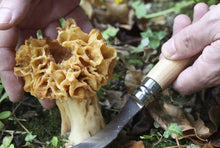 Load image into Gallery viewer, No8 Opinel Stainless MUSHROOM Foraging Folding Knife (Locking Ring)