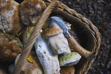 Load image into Gallery viewer, No8 Opinel Stainless MUSHROOM Foraging Folding Knife (Locking Ring)
